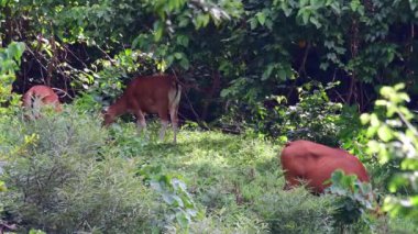 Three individuals grazing just outside of the forest and their heads are hidden deep into the grass, Banteng, Bos Javanicus, Thailand