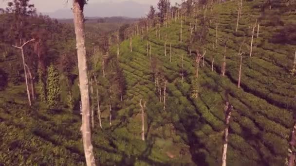 Beautiful Shot Large Tea Plantation — Stockvideo