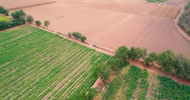 Rural Landscape Plots Planted Sugar Cane Fields — Vídeo de Stock
