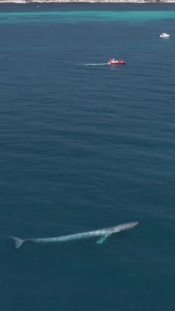 Whale Swimming Ocean Small Boats Top — Vídeo de Stock