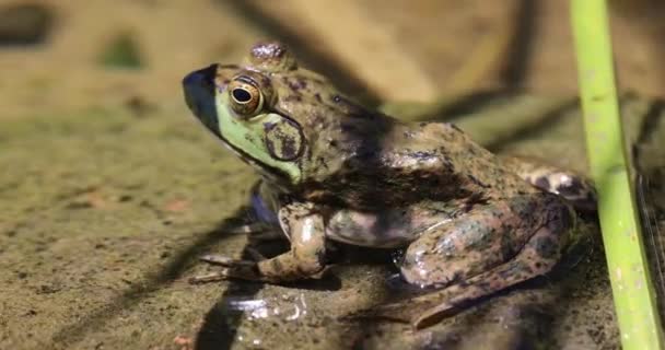 True Frog Zoo — Stok video
