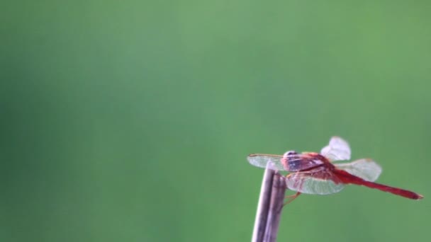 Video Dragonfly Insect Activity Perched Straw Green Expanse Rice Fields — Stok video