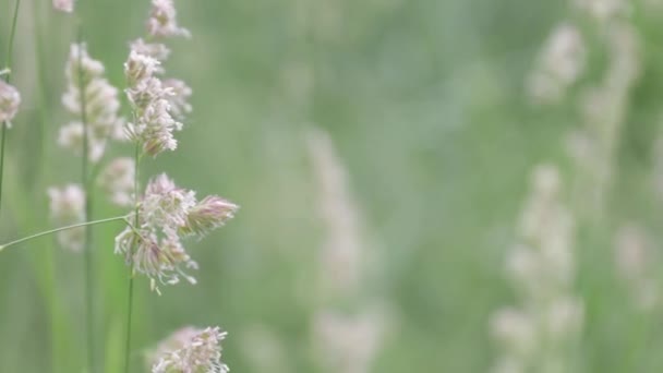 Closeup Phragmites Australis Grass Moving Being Blown Wind — Stock Video