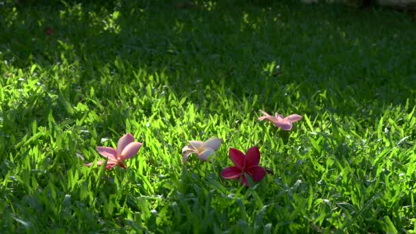 Closeup Pink Frangipani Flowers Falling Rassy Lawn — Stock video
