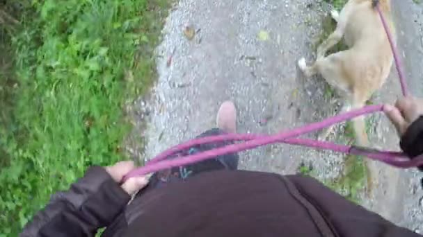 Closeup Caucasian Woman Walking Her Dog Forest — Vídeos de Stock