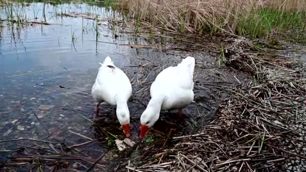 View Tourist Feeding Geese Lake Mladost North Macedonia — Wideo stockowe