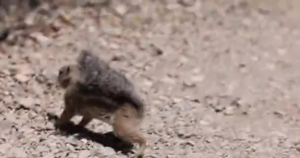 Squirrel Running Zoo — Video Stock