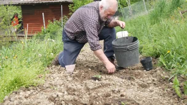 Senior Jordbrukare Som Arbetar Gården Ekologisk Grön Trädgård Utsäde Squash — Stockvideo