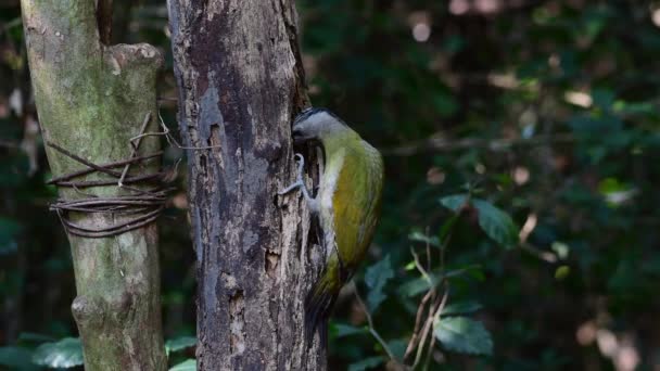 Pássaro Verde Black Naped Woodpecker Pássaro Alimentando Chão Árvore Morta — Vídeo de Stock