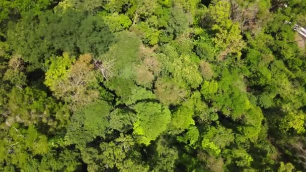 Aerial View Landscape Tall Green Trees Sunny Day Forest — Video Stock