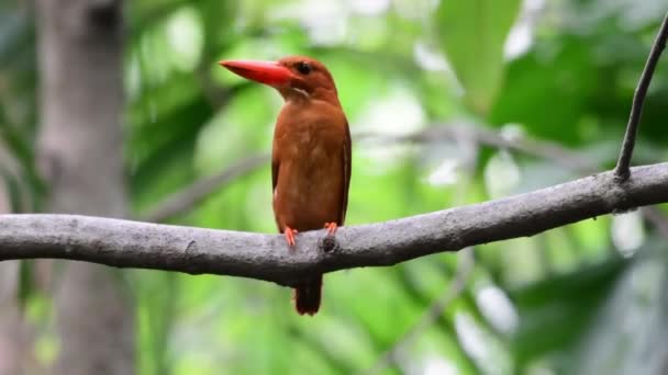 Roter Eisvogel Hockt Einem Baum — Stockvideo