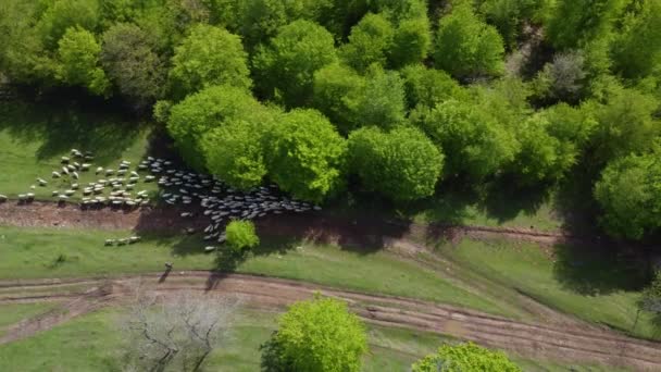 Aerial View Green Landscape Dense Trees Herd Sheep Lori Armenia — Vídeo de stock