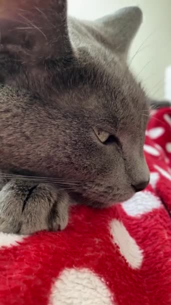 Closeup Cute Fluffy Brown Cat Lying Red Blanket White Dots — Vídeo de Stock