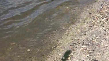 The Fox River in Island Park, Illinois, the USA in the sun