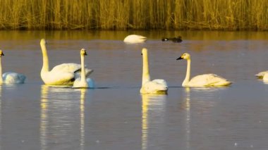 A video footage of a flock of swans and ducks swim in the lake with reflection on the water
