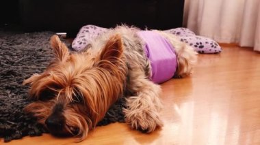 Dog in diaper. Senior Yorkshire terrier lying on his bed and wearing a diaper for urinary incontinence.