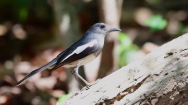 Oriental magpie robin bird feeding chicks