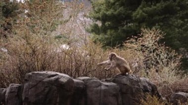 An adorable monkey eating plants in the Central Park Zoo, New York City
