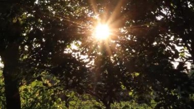 Evening sunshine. Pulsating sunShine shine through the foliage of the trees.