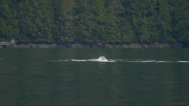 A baby orca and family in the Salish Sea