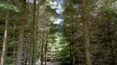 A drone footage of tall pine tree forest