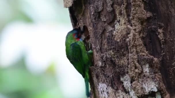 Pájaro Barbudo Orejas Azules Excavando Agujero Para Nido — Vídeos de Stock