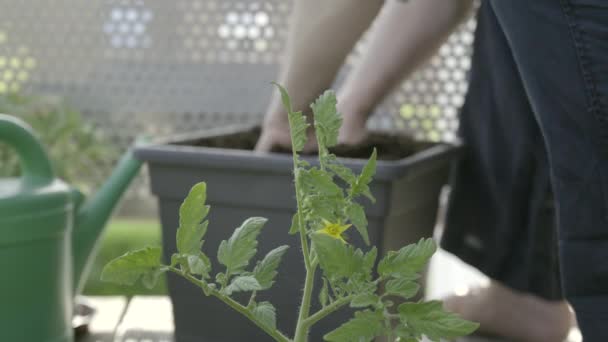 Closeup Shot Young Tomato Plant Woman Preparing Soil Pot Transplant — Wideo stockowe