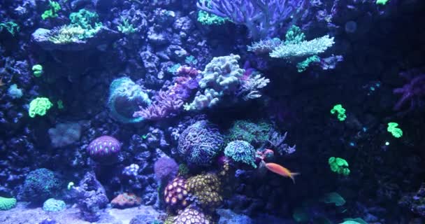 Fish Swimming Reef Plants Aquarium — Stockvideo