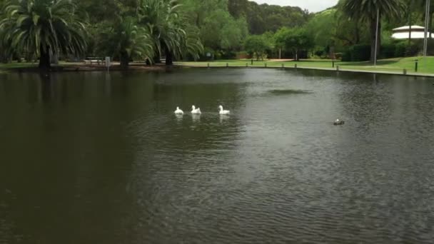 Primer Plano Patos Nadando Lago Parque — Vídeos de Stock