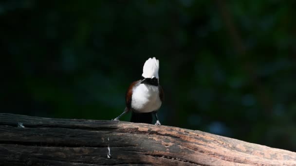 Seen Perched Log Facing Camera Goes Awaywhite Crested Laughingthrush Garrulax — Video Stock
