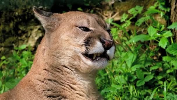 Chilean Puma Its Natural Habitat — Stockvideo