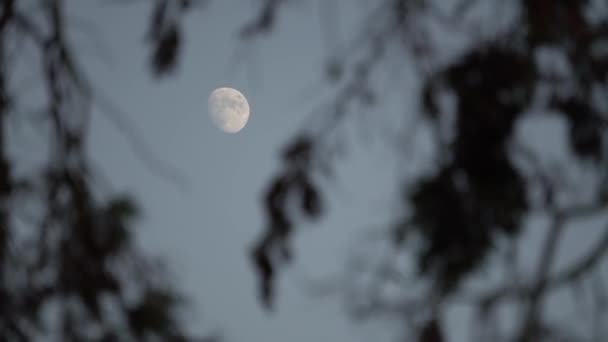 Beautiful View Daylight Moon Blurred Swaying Tree Branches — Wideo stockowe
