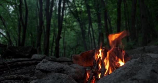 Relaxing Campfire Woods Spring — Stockvideo