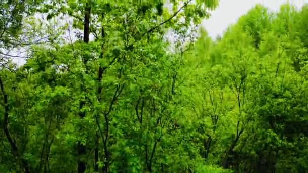 Scenic View Green Trees Deciduous Wood Camera Moving — Vídeo de stock