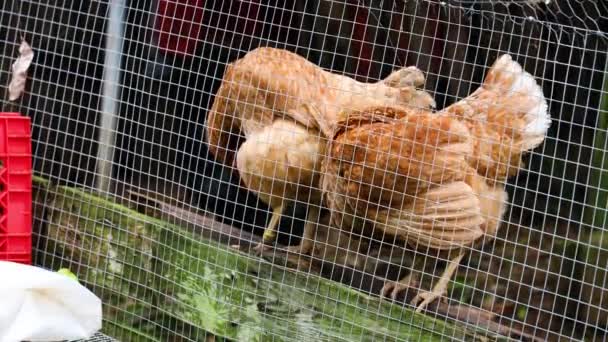 檻の中の農場で鶏のクローズアップ — ストック動画