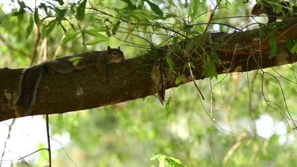 Closeup Footage Gray Squirrel Lying Limb — Vídeos de Stock