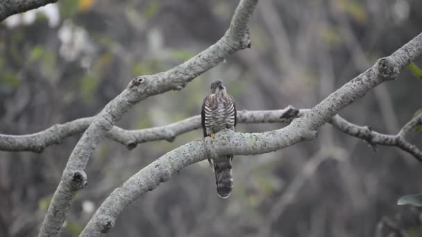 Een Closeup Van Een Large Hawk Koekoek Een Boom Aftakking — Stockvideo