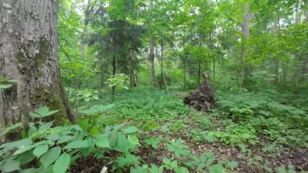Плотные Зеленые Деревья Лесу — стоковое видео