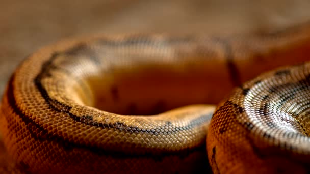 Beautiful Shot Slowly Moving Giant Snake — Vídeo de stock