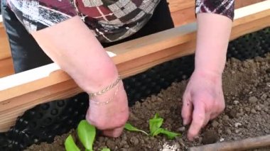 A closeup of woman's hands planting in a garden on a sunny day