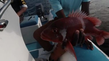 A closeup footage of a Red Roman Fish (Chrysoblephus laticeps) caught and released at the Indian Ocean