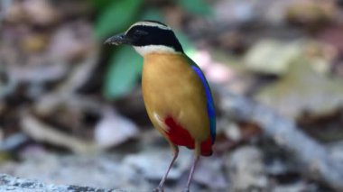 çok renkli mavi kanatlı pitta kuş yemi