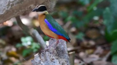 çok renkli mavi kanatlı pitta kuş yemi
