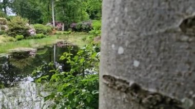 Bahçedeki güzel çiçeklerle çevrili küçük bir göletin görüntüleri..