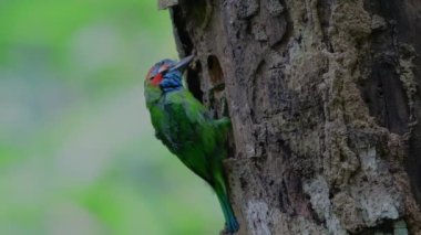 Mavi kulaklı Barbet ölü bir ağaçta delik açan bir yuva kazıyor.