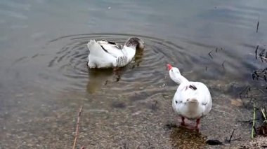 A couple of geese in the pond