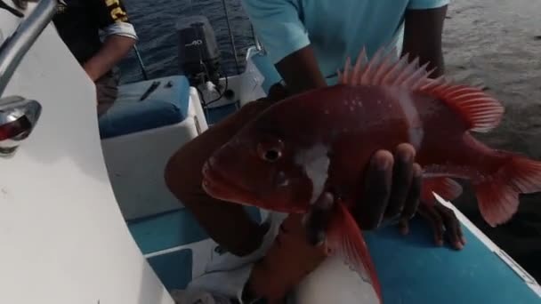 在印度洋捕获并释放的红色罗马鱼 Chrysoblephus Laticeps 的特写镜头 — 图库视频影像