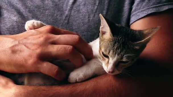 救助されたタビー子猫取得抱っこと穏やかな腹の傷から救助者 — ストック動画