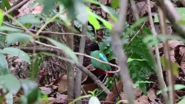 Green Hooded Pitta Bird Red Belly — Stock Video