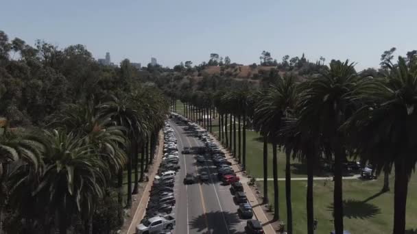 Aerial View Road Surrounded Elysian Park Palm Trees — Stock Video